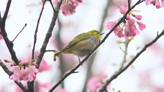 Самые красивые животные на планете: обзор удивительных созданий ч.84