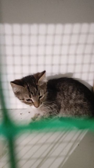 Котята N1 и 3 ищут дом. Приют Петербург