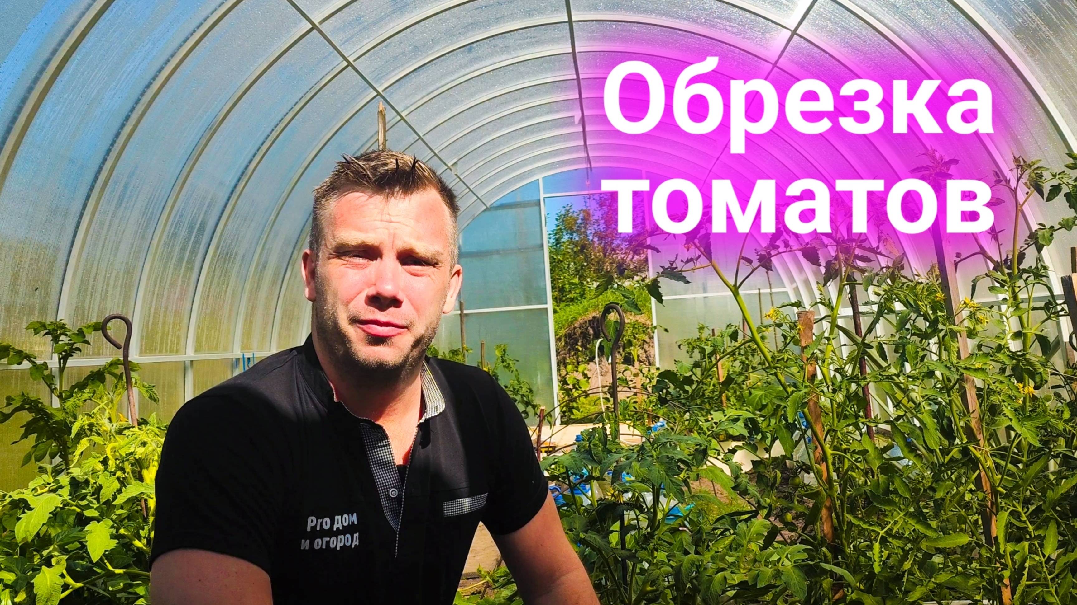 Как обрезать томаты, чтобы собрать ведро с куста? Пасынкование и формирование куста