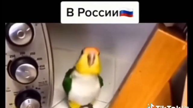 попуг