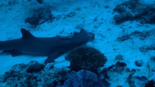 Опасные Существа ⧸ Dangerous Animals ｜