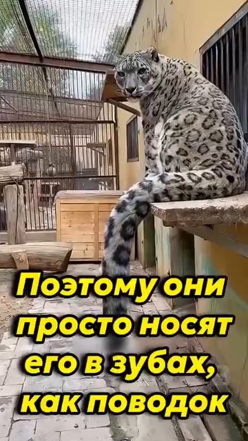 Зачем хвост коту?