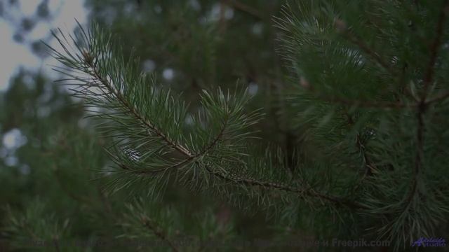 Что скрывают эти звуки - I Got To Go Now -- Anthem of Rain -- Unnamed album