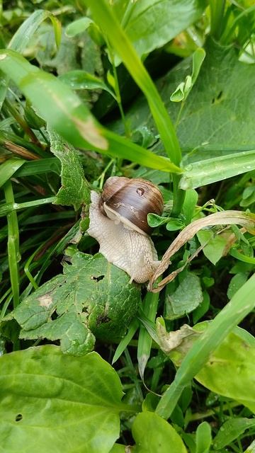 ⚡️☘️🐌