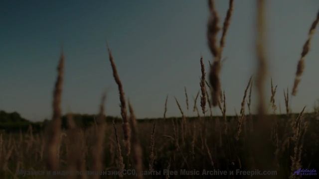 Музыка касается души мягче любого прикосновения - 1-800-Podbear -- Podington Bear -- Said Lion To La