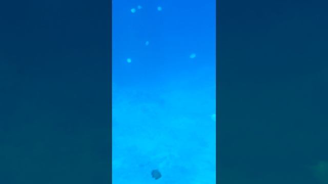 Дайвинг Плота 3