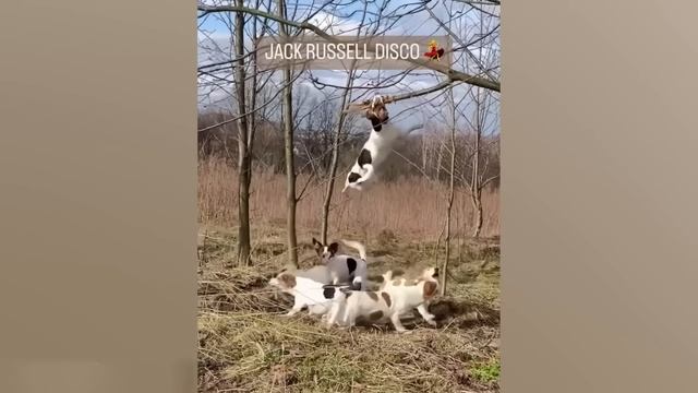 Смешные животные 😍 / №6