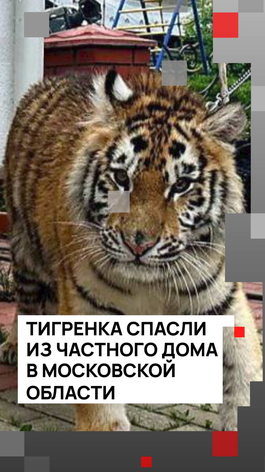 Тигренка спасли из частного дома в Московской области