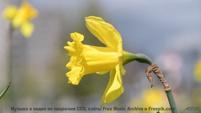 Мелодия, делающая даже сломанный указатель частью вашей истории - True Love -- Derek Clegg -- The Be