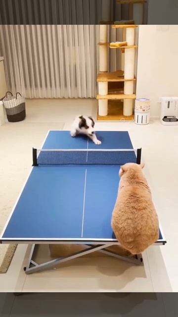 Коллективная игра в настольный теннис 🐈😻🐕❤️