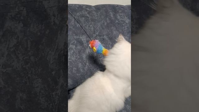 Развлечение с новой игрушкой