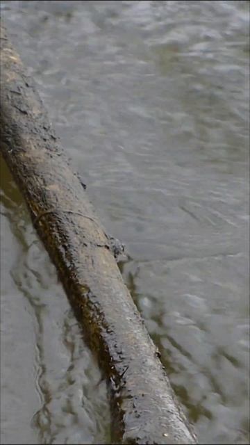 Join me for a walk by the #river, #water, #flowing