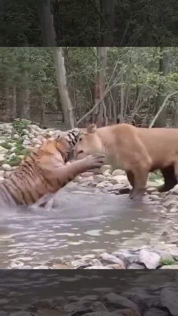 Какие страсти творятся в заповедниках!