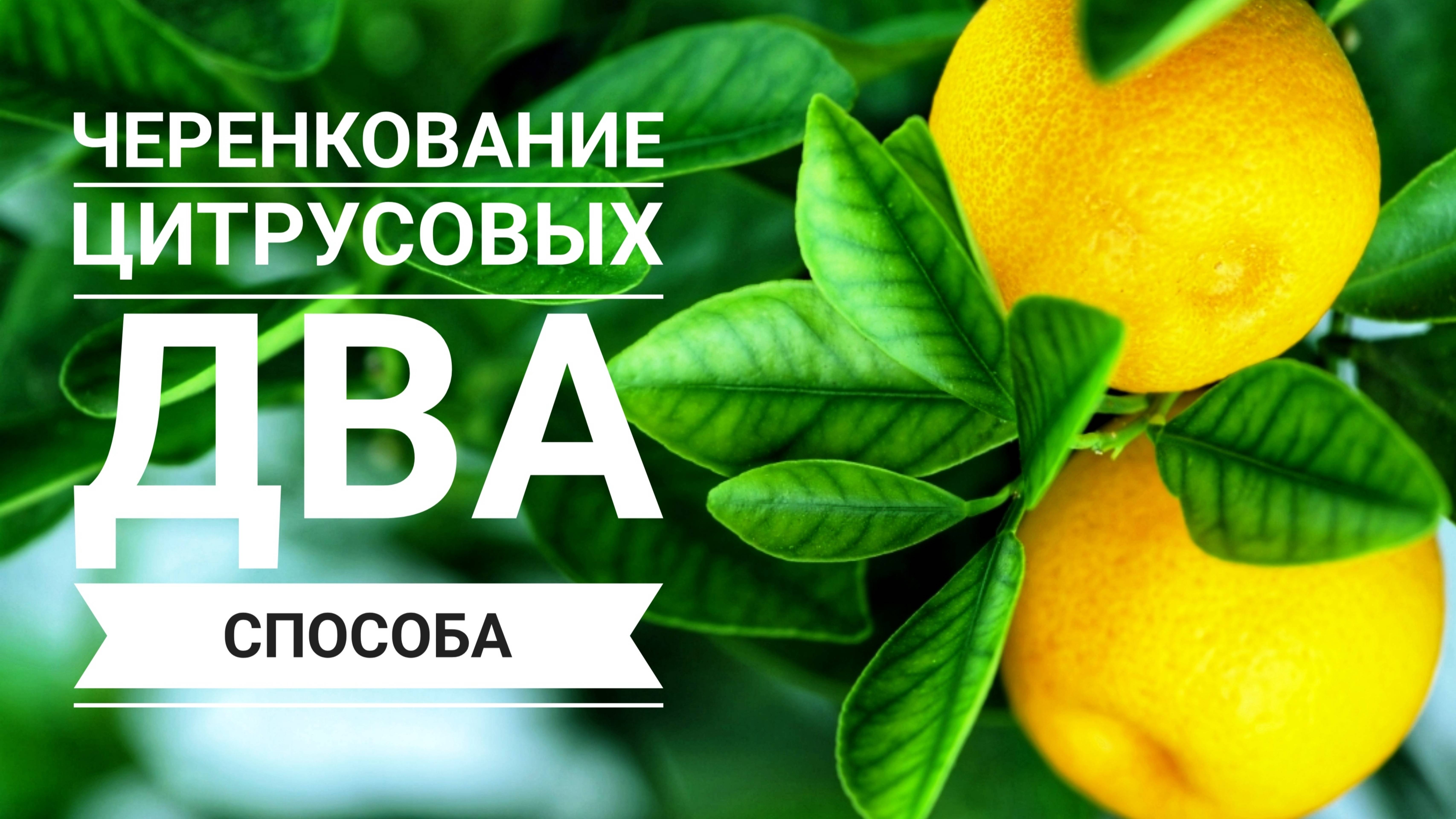 Как укоренить веточку цитруса? Простой способ размножить лимон или мандарин черенками