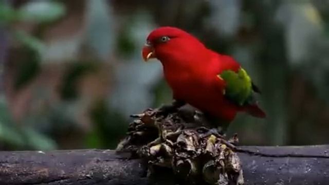 Самые красивые животные на планете: обзор удивительных созданий ч.85