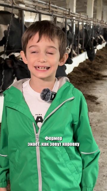 Чипы у коров. Зачем?
