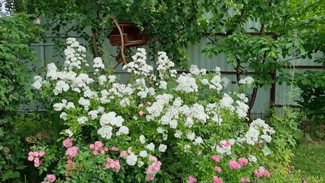 Работа в огороде часть (12)