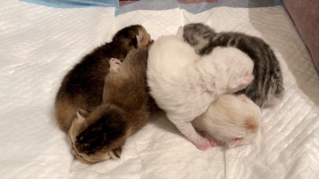 Кошка Кайли родила котят.