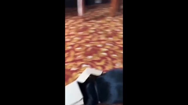 Самые смешные животные ч.3