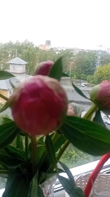 Мои любимые красавцы пионы. Привезла такую красоту с дачи.