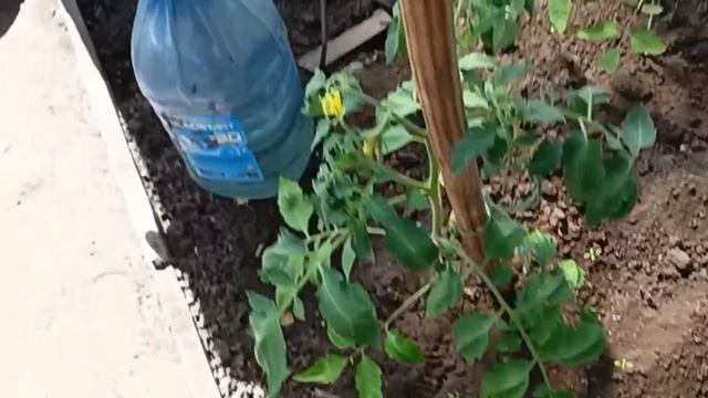 Даже чахлые Томаты Перцы быстро пойдут в рост