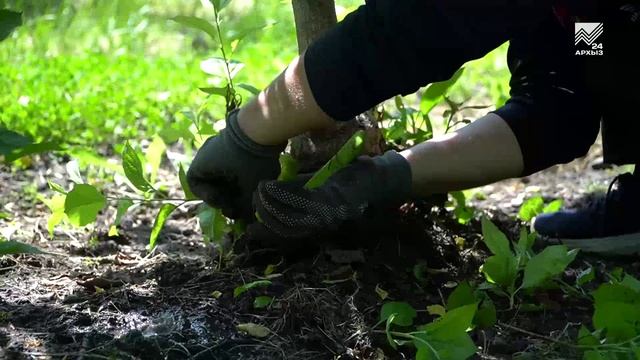 Сезонные работы в Садах КЧР