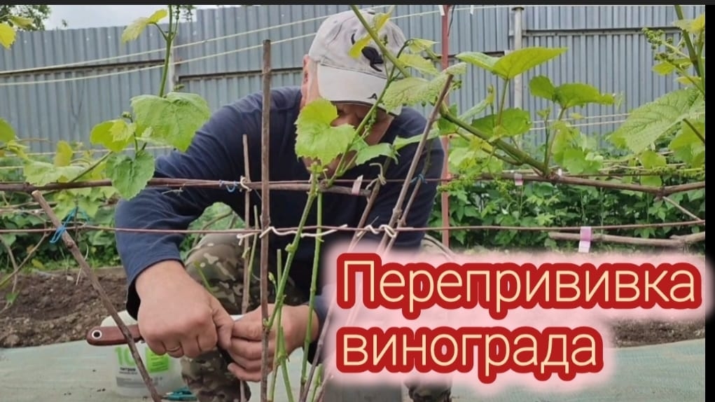 Перепрививка виноградного куста черным в зеленое.
