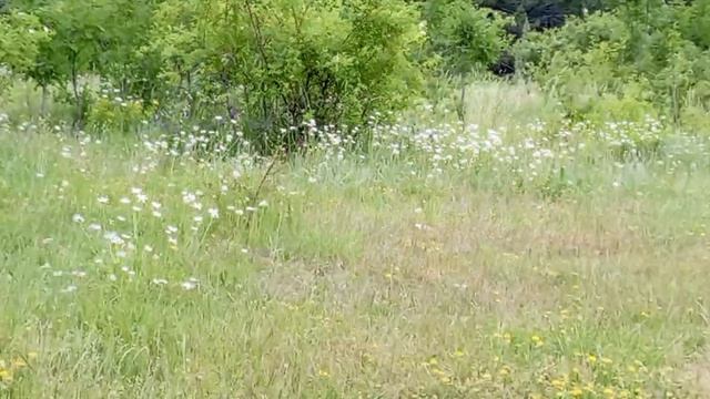 Гаспринские озера. 15.06.25.