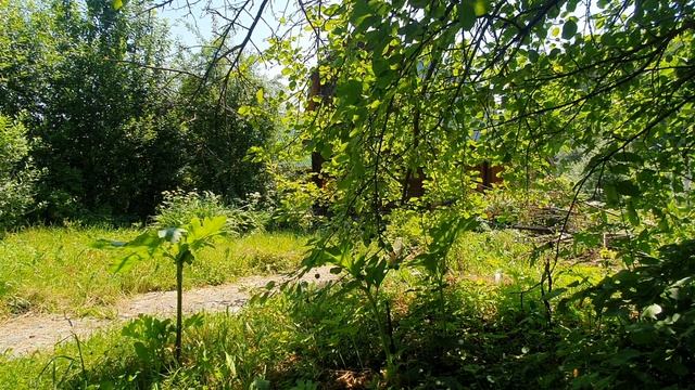 Помнишь сад наш сиренево-белый...
