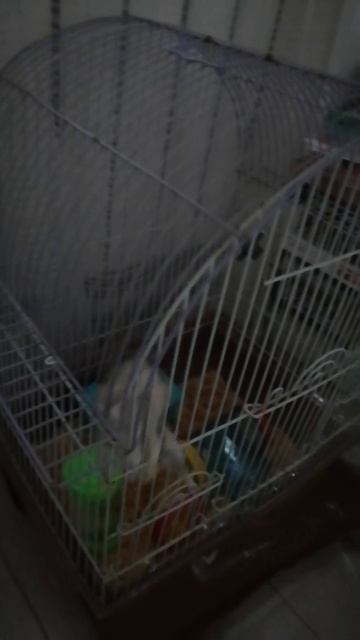 VID_20250529_213018.mp4