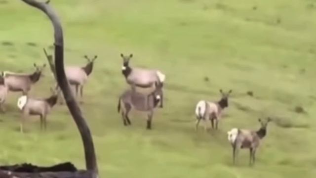 Заместитель оленя 🫏🤣