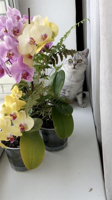 Котик Маню у окна с цветочками.