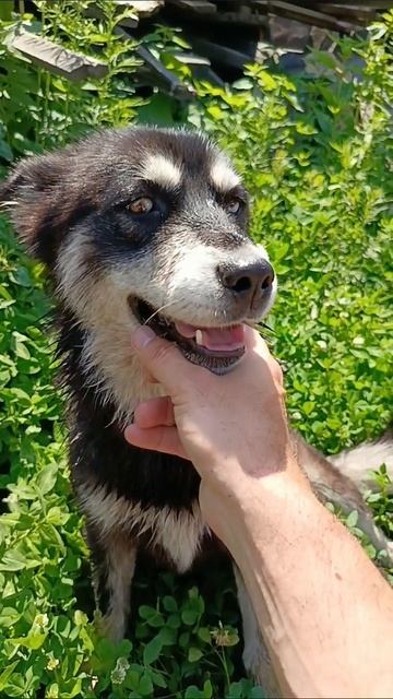 хасечка