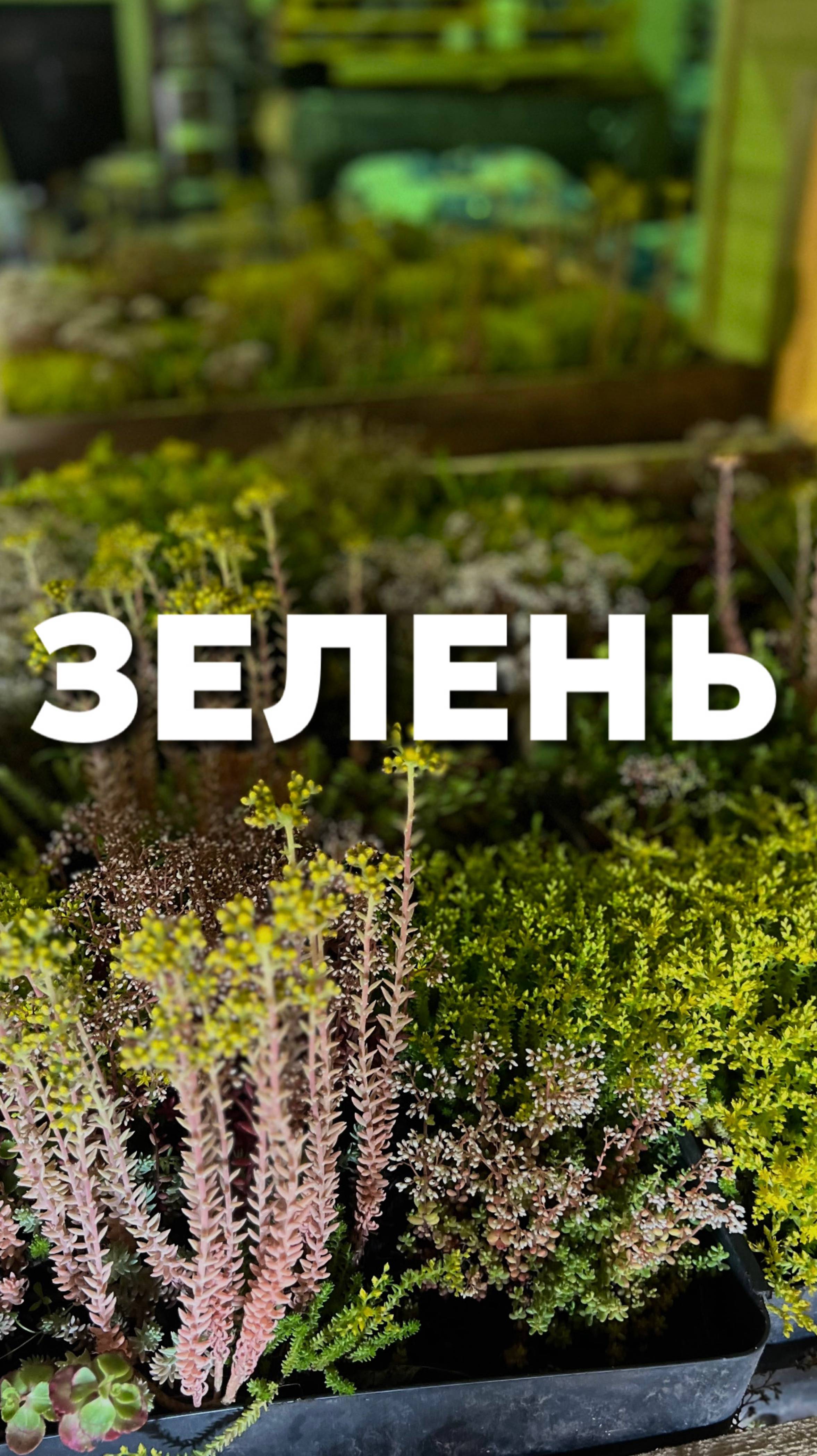 Зелень