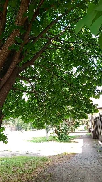 Каштан и красивое пение птиц