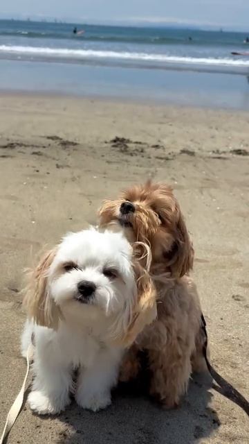 doggo friend
