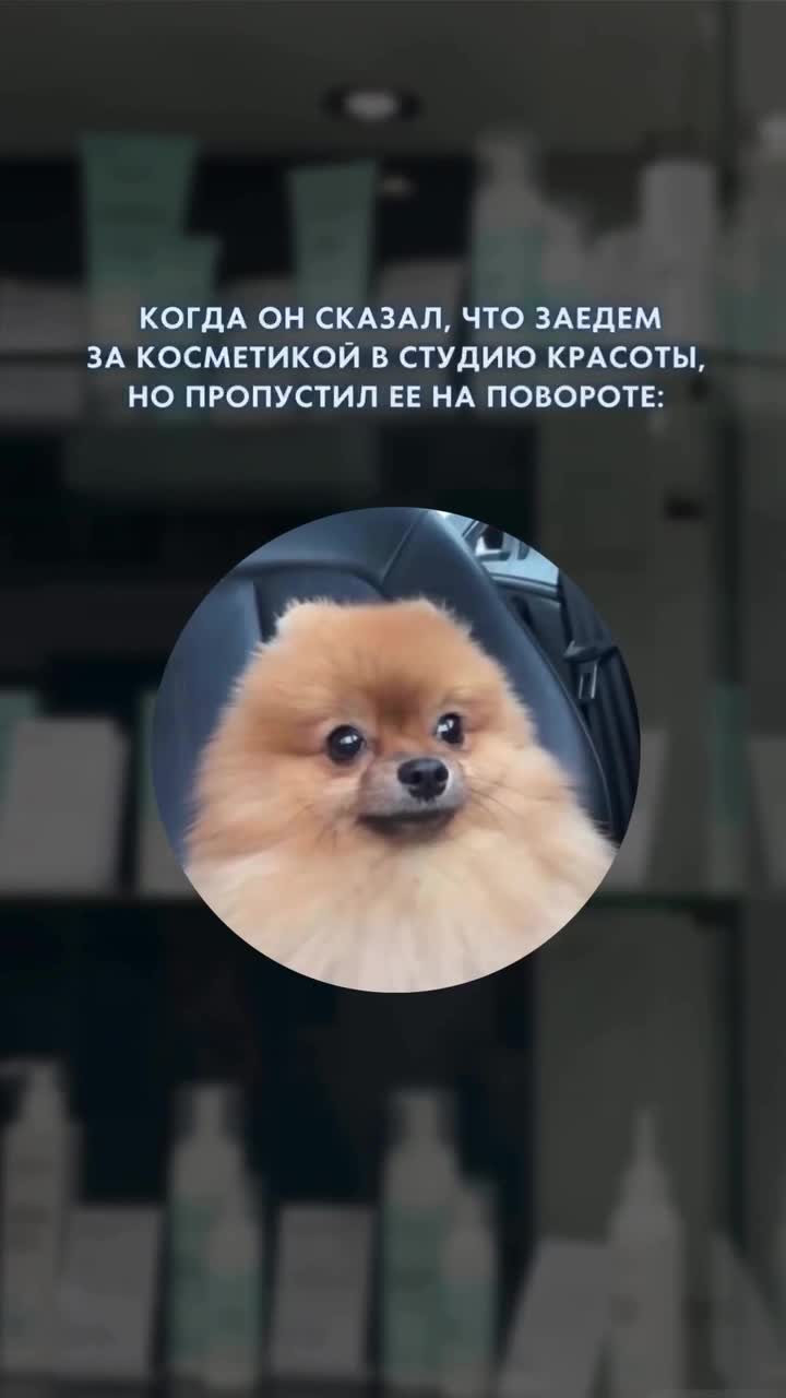 Шпиц едет в машине и смотрит по сторонам 👀