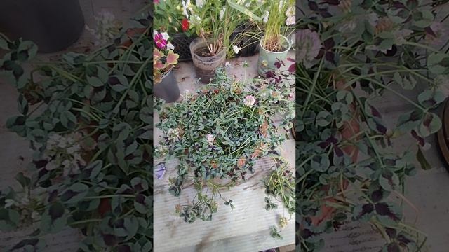 Клевер " Изабелла" и " Green" что с ним делать?!