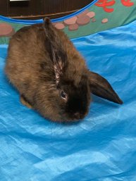 Счастливый кролик