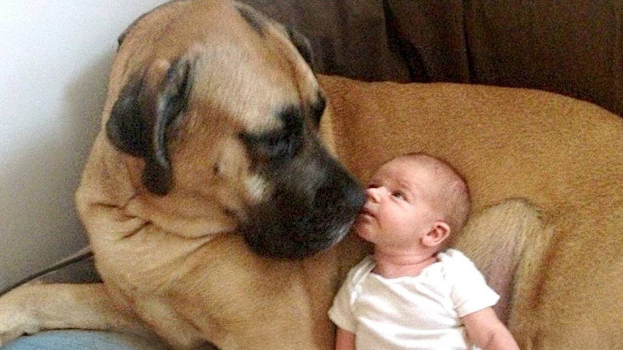 Никакой няни, все, что вам нужно — это ваша собака! ❤️