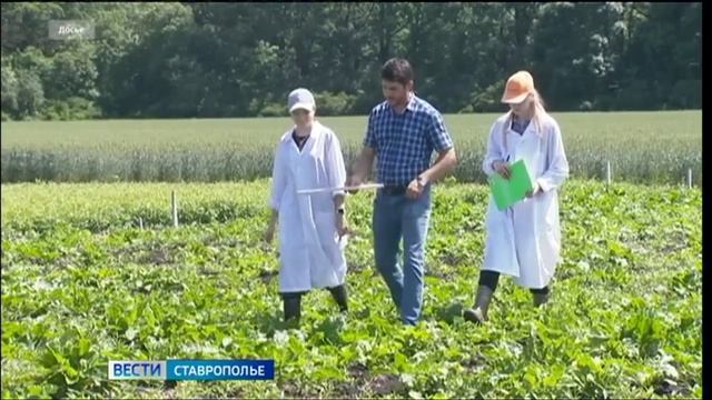 На Ставрополье создают гибридные семена сахарной свёклы