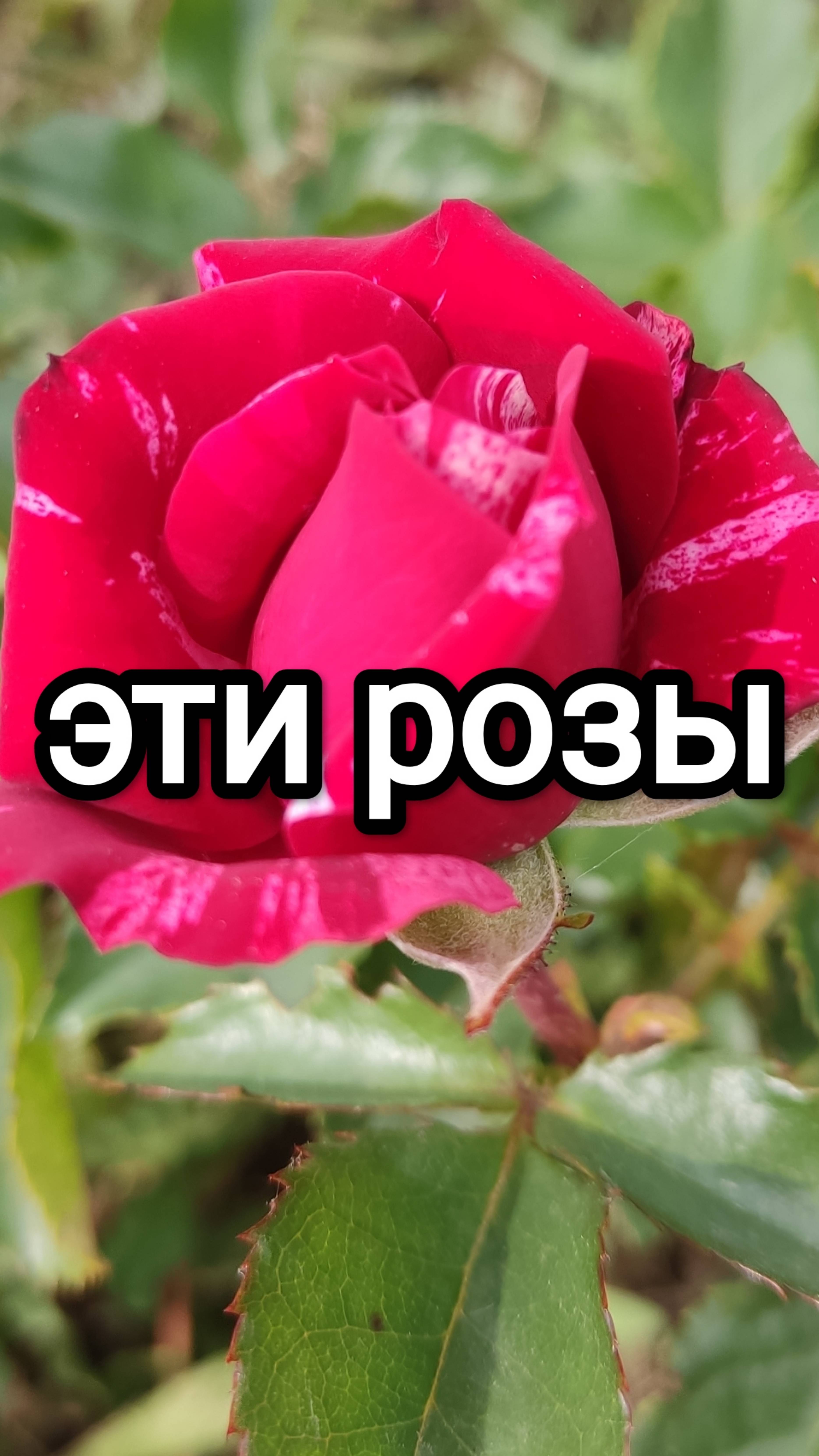 Эти розы