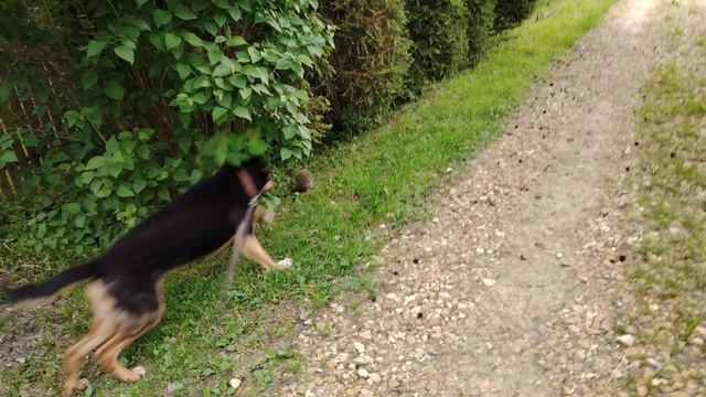 Везди ежики