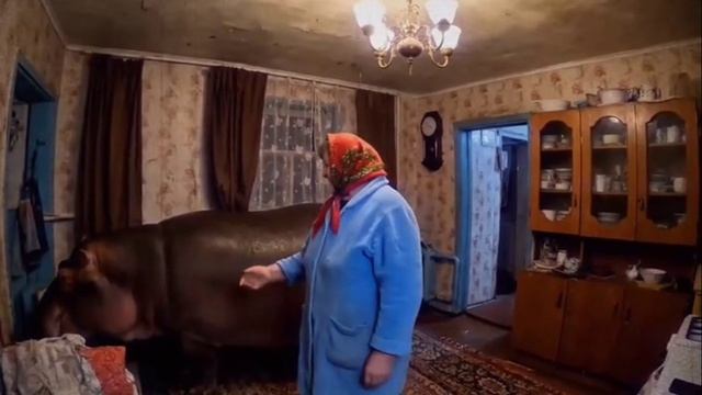 Бабуля бегемота вместо собачки держит дома 😆