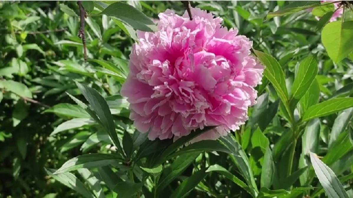 Цветочная прогулка по саду