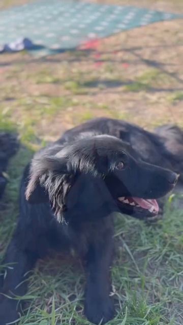 ловим карпа с кайфом