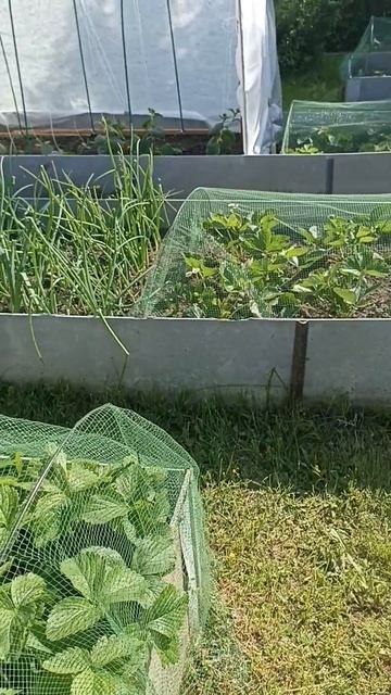 СПАСАЕМ КЛУБНИКУ🍓