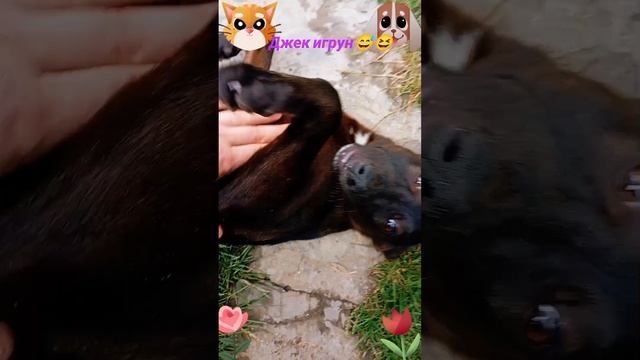 Джек игрун