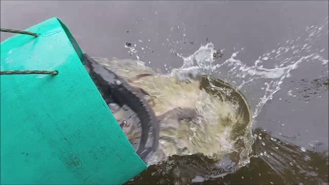 Зарыбление осетром нижнего водоёма 100 кг. Клёвое место, Лосиный остров.