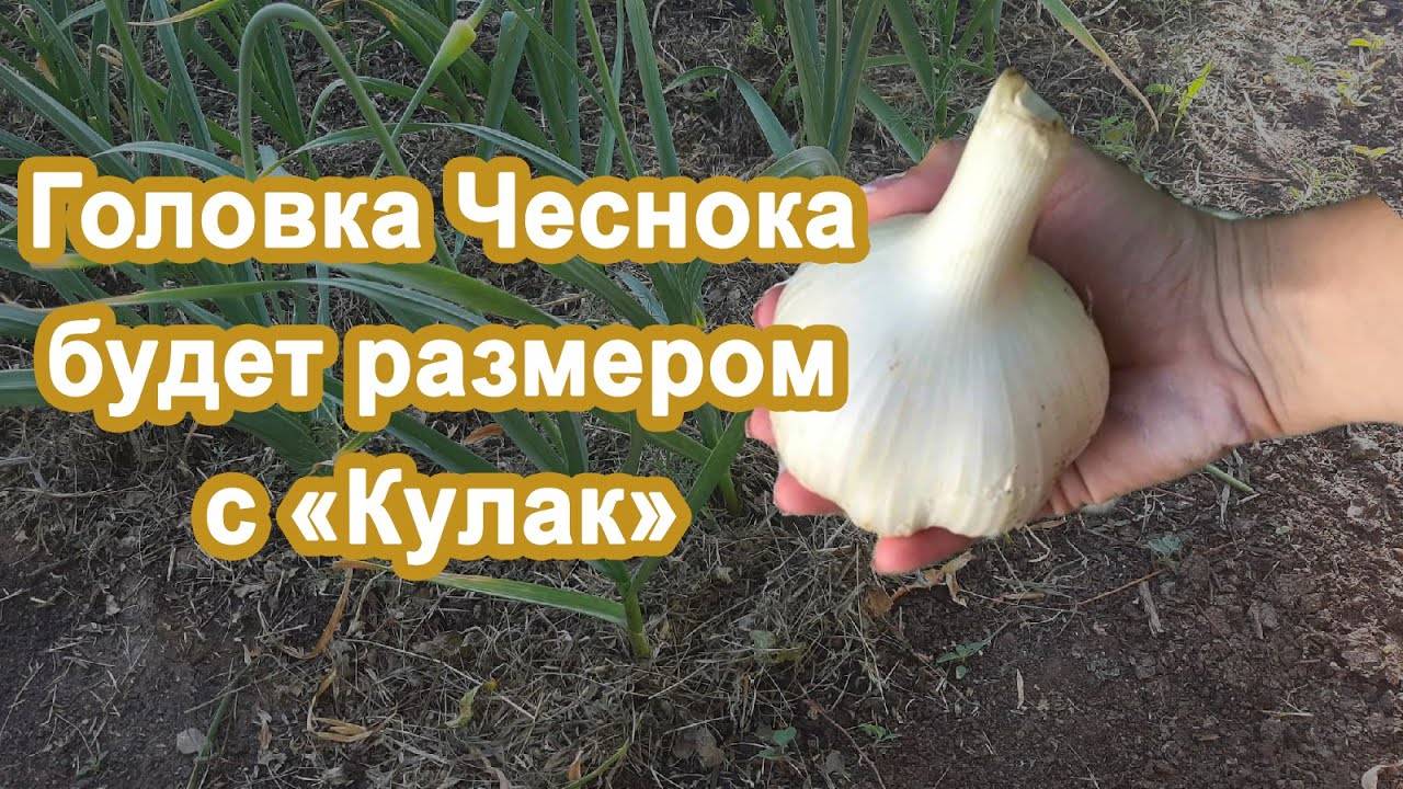Головка чеснока будет с кулак СРОЧНО внести в июне под чеснок ЭТО Удобрение